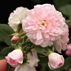 Rosa  Belle de Sardaigne - różowy  - róża pnąca climber